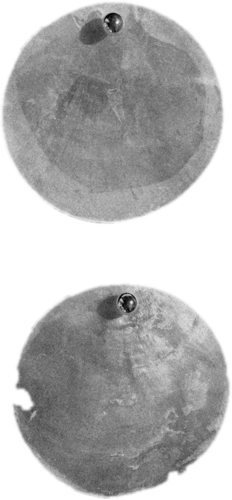 Two mother-of-pearl discs, cut out