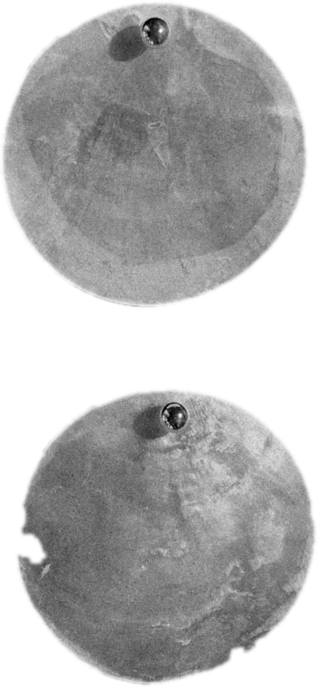Two mother-of-pearl discs, cut out