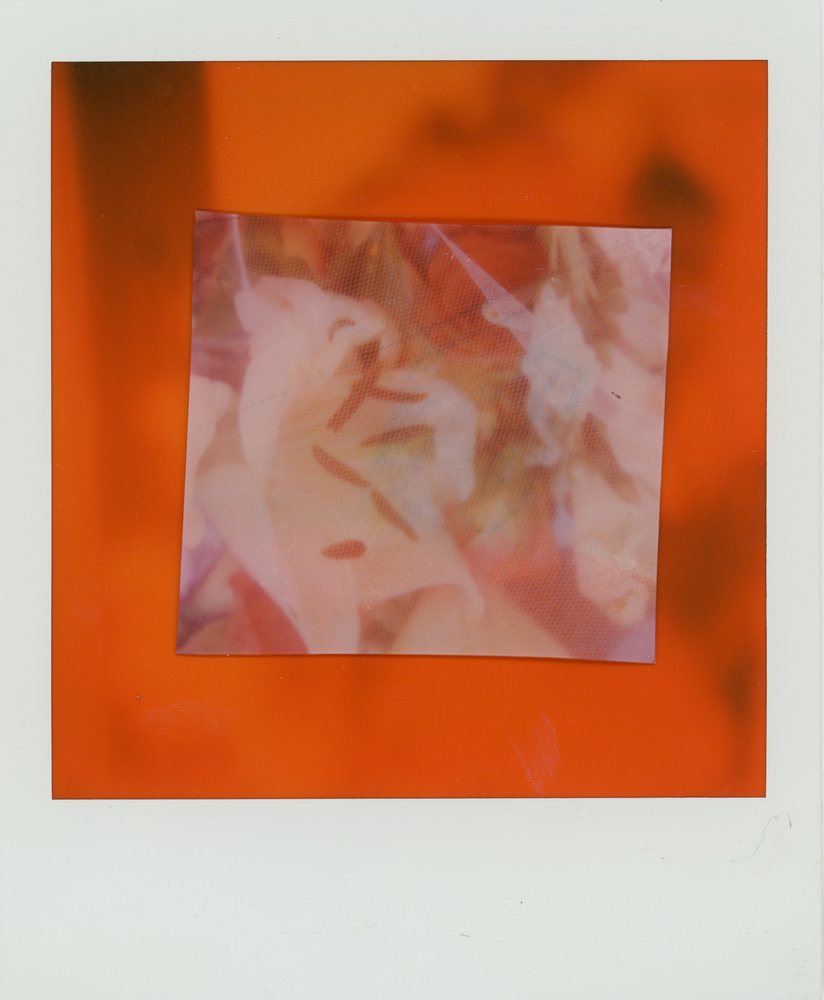 Peel-apart instant print: pink light through an orange frame
