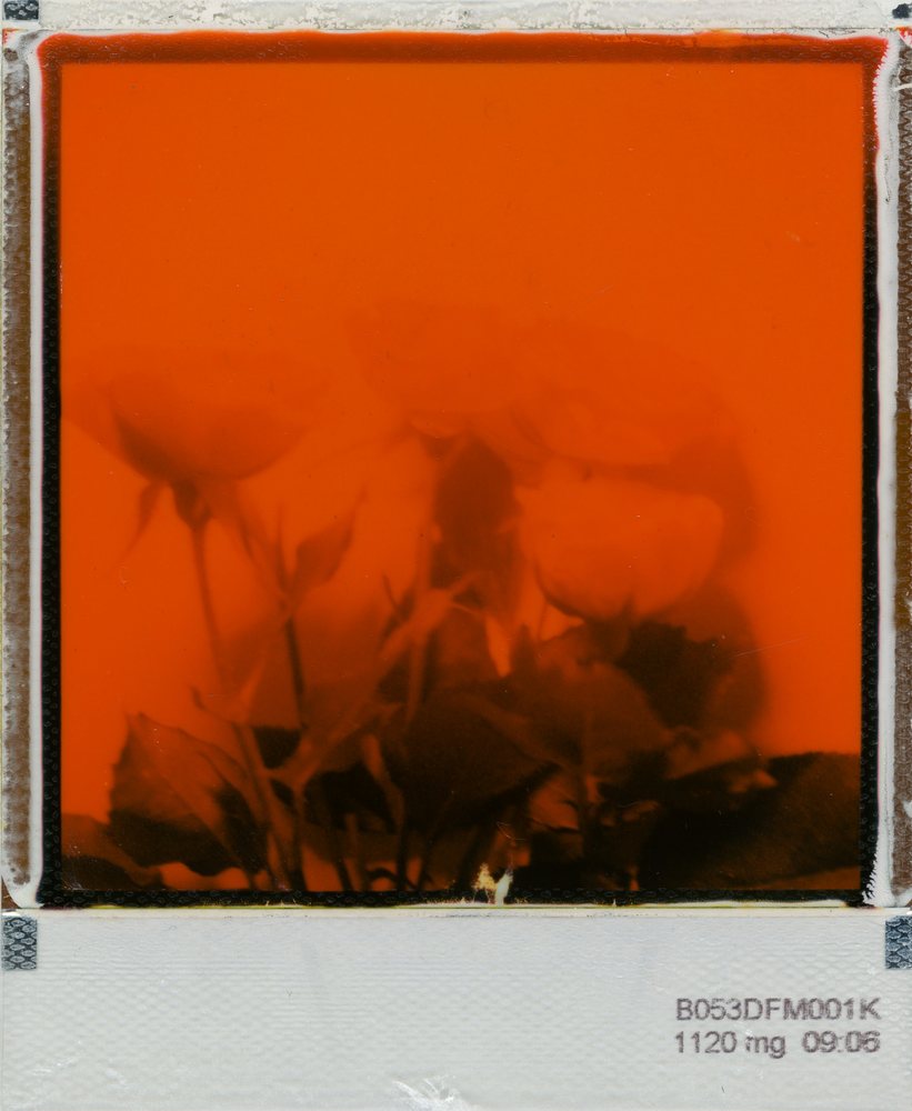 Peel-apart instant print: roses in deep orange